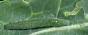 Imported Cabbageworm Imported Cabbageworm