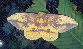 Imperial Moth Imperial Moth