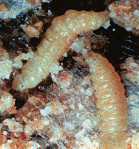 Indianmeal Moth Larva