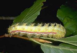 Io Caterpillar Io Caterpillar