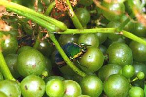 June Bug on Grapes June Bug on Grapes