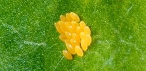 Ladybug Eggs Ladybug Eggs