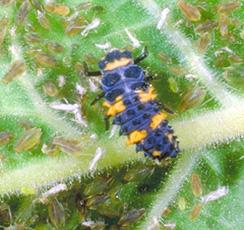 Ladybug Larva Ladybug Larva