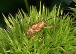Large Chestnut Weevil Adult Large Chestnut Weevil Adult