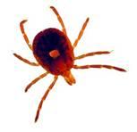 Lone Star Tick Lone Star Tick