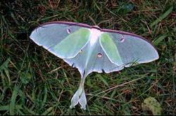 Luna Moth Luna Moth