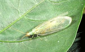 Lacewing Adult Lacewing Adult