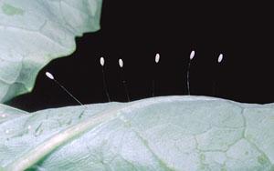 Lacewing Eggs Lacewing Eggs