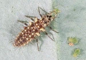 Lacewing Larva Lacewing Larva