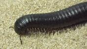 Millipede Millipede