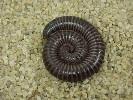 Coiled Millipede Coiled Millipede