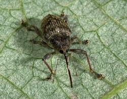 Pecan Weevil, Curculio caryae Pecan Weevil, Curculio caryae