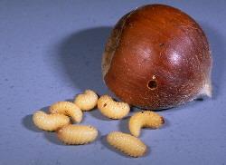 Chestnut weevil grubs Chestnut weevil grubs