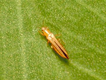 Onion Thrips Onion Thrips
