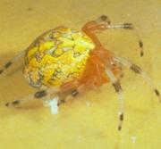 Marbled Spider Marbled Spider