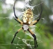 Argiope Orb Weaver Argiope Orb Weaver
