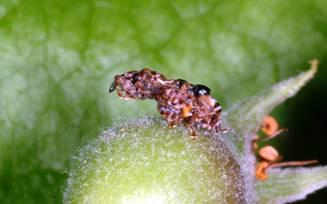 Adult plum curculio on young apple Adult plum curculio on young apple