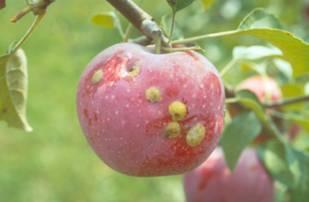 Late season fruit scarring by plum curculio Late season fruit scarring by plum curculio
