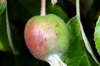 Fresh egg-laying wounds to young fruit Fresh egg-laying wounds to young fruit