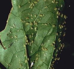 Common Insects Attacking Peppers | Entomology