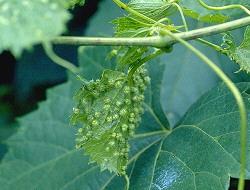 Grape Phylloxera Grape Phylloxera
