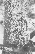 Pine Bark Adelgid Pine Bark Adelgid