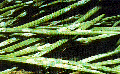 Pine Needle Scale Pine Needle Scale
