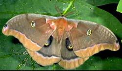 Polyphemus Moths Polyphemus Moths