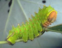 Polyphemus Caterpillar Polyphemus Caterpillar
