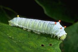 Promethea Caterpillar Promethea Caterpillar