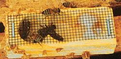 Queen Bee Box Queen Bee Box