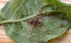 Rosy Apple Aphids Rosy Apple Aphids