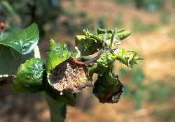 Rosy Apple Aphid Damage Rosy Apple Aphid Damage