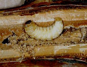 raspberry crown borer larva raspberry crown borer larva