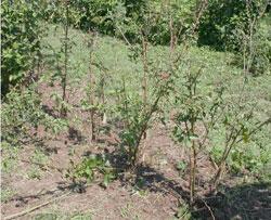 raspberry crown borer damage raspberry crown borer damage