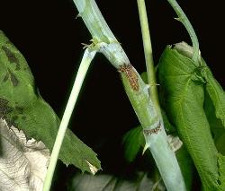 Raspberry Cane Borer Raspberry Cane Borer