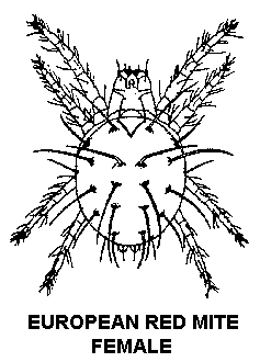 European Red Mite European Red Mite