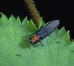 Rednecked Cane Borer Rednecked Cane Borer