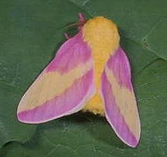 Rosy Maple Moth Rosy Maple Moth