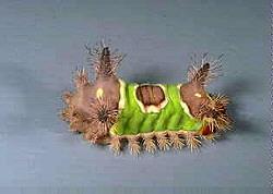 La Oruga de Silla de Montar, "Saddleback Caterpillar" La Oruga de Silla de Montar, "Saddleback Caterpillar"