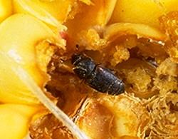 Sap Beetle Sap Beetle