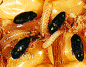 Sap Beetles Sap Beetles