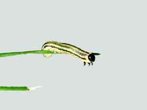 European Pine Sawfly European Pine Sawfly