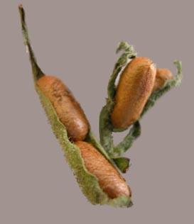 Sawfly Pupae Sawfly Pupae