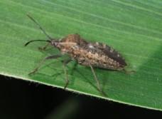 Squash Bug Adult Squash Bug Adult