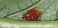 Squash Bug Eggs Squash Bug Eggs