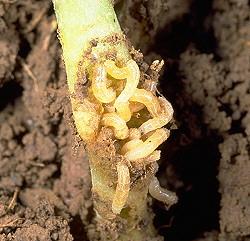 Seedcorn Maggot Damage Seedcorn Maggot Damage