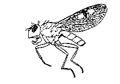 Shore Fly Shore Fly