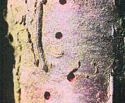 Shot-hole borer Shot-hole borer