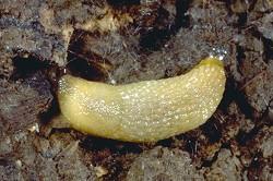 Slug Slug